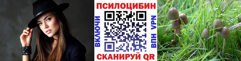 Галлюциногенные грибы Psilocybe  Камень-на-Оби 